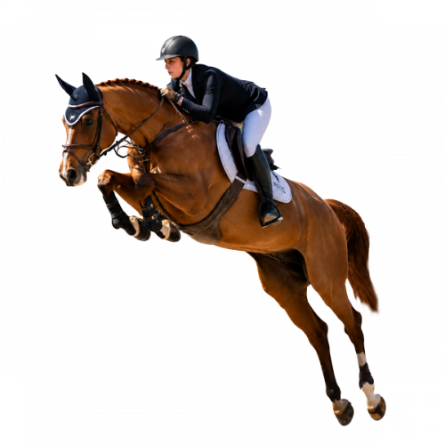 Jumping-horse-Navari-Lifestyle-managemnet